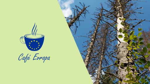 Café Evropa v regionech: Budoucnost lesů na Vysočině – poučili jsme se z kůrovcové kalamity?